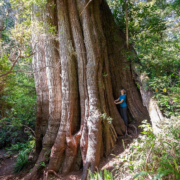 2-Clayoquot-Sound-Meares-Island