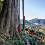 Caycuse: Before & After Logging