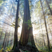 Screen Shot 2020-09-15 at 11.31.32 AM