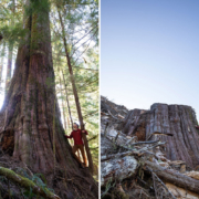 Caycuse-Before-After-5-1