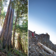 Caycuse-Before-After-6-1