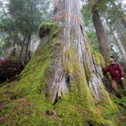 Walbran Valley: Headwaters At Risk