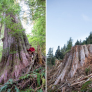 Caycuse-Before-After-9