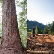 Before-After-9th-Widest-Douglas-Fir-Nahmint
