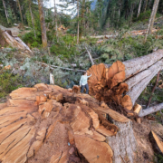 Nahmint-Valley-Andrea-Inness-Cedar-Stump-1