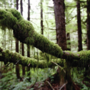 oldgrowthmoss