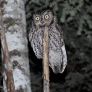 Screen Shot 2021-06-03 at 12.21.26 PM