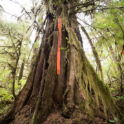 Caycuse-River-Aug-2021-158