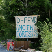 Globe-Mail-Old-Growth-Fund