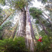 Globe-Mail-Old-Growth