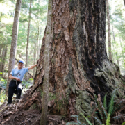 3-Tahsis-Mayor-Martin-Davis