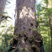 nahmint-valley-hugging-douglas-fir-tree
