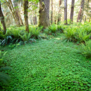 Redwood-Sorrel-6