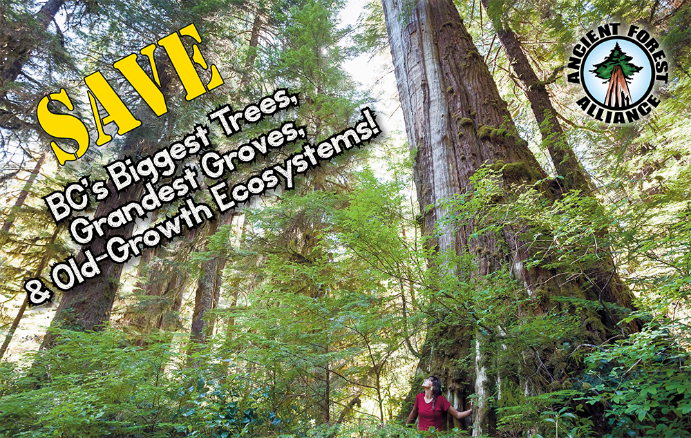 publications-cover-2014-big-trees