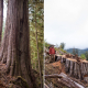 Before-and-after images of old-growth logging in the lower Caycuse Valley, captured by AFA conservation photographer TJ Watt.