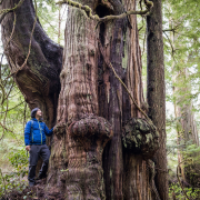 Ken-Wu-Jurassic-Grove