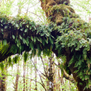 BigLeaf_Maples-41 A mossy big leaf maple tree with licorice ferns growing along its trunk and branches.
