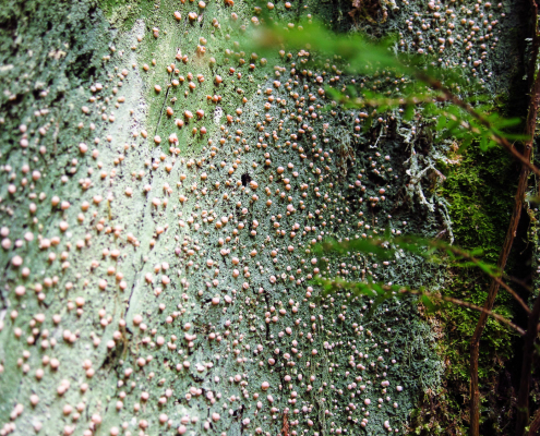 Hundreds of pink Fairy Puke globes scattered across a mint green carpet.