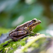 San-Juan-Spruce-2017-2