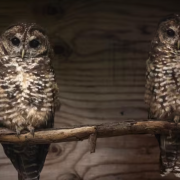 Two northern spotted owls sit side-by-side on a branch