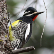 A male Williamson's Sapsucker clinging to a Pine Tree