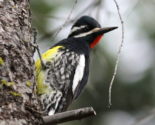 A male Williamson's Sapsucker clinging to a Pine Tree