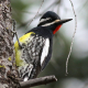 A male Williamson's Sapsucker clinging to a Pine Tree