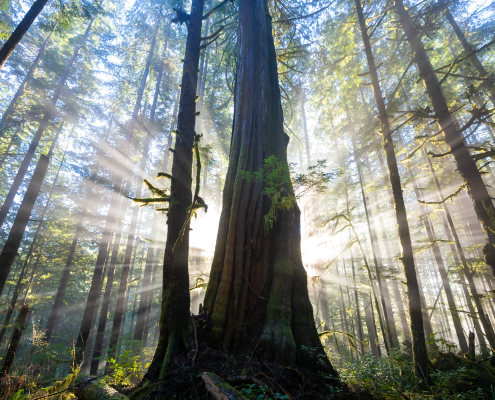 An old-growth grove is pierced by sunbeams coming through the trees