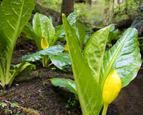 A group of western skunk cabbage plants begins to show their yellow flowers.