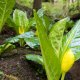 A group of western skunk cabbage plants begins to show their yellow flowers.