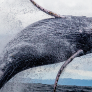 A humpback whale breaching.