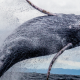 A humpback whale breaching.
