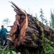 7-Quatsino-Ancient-Forests-2022-1143 A man in a blue jacket stands beside a fallen western redcedar.