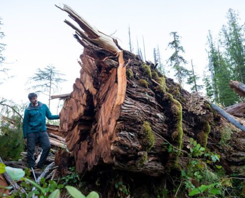 A man in a blue jacket stands beside a fallen western redcedar.