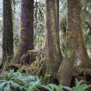 Port-Renfrew-Spruce-Forest-2017-174