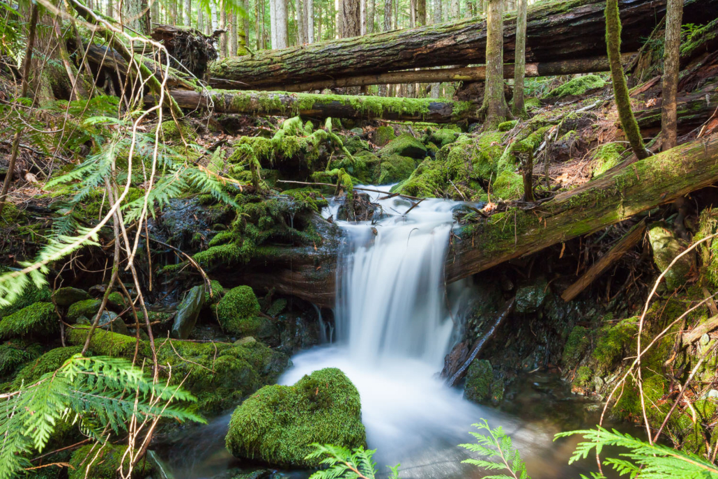 Waterfall in forest near Cathedral Grove