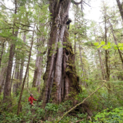 north-island-old-growth-cedar-kwatleo-creek
