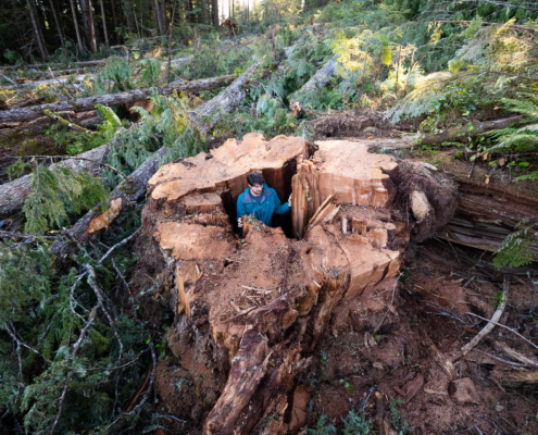 A man in a blue jacket stands inside the base of a logged western redcedar in the middle of a massive clearcut on northern Vancouver Island.