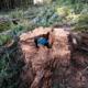 A man in a blue jacket stands inside the base of a logged western redcedar in the middle of a massive clearcut on northern Vancouver Island.