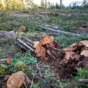 Quatsino: Grove of Giant Cedars Clearcut in Quatsino Sound A man in a red jacket stands beside the base of a fallen western redcedar among a giant clearcut of hundreds other old-growth trees.
