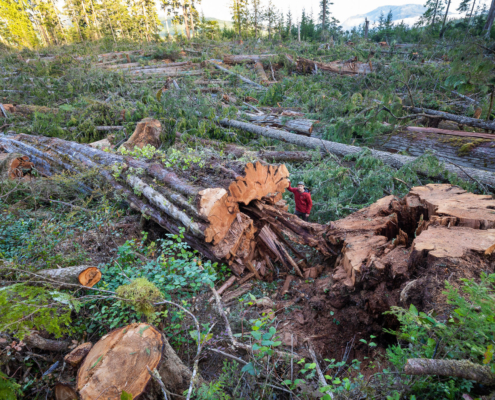 A man in a red jacket stands beside the base of a fallen western redcedar among a giant clearcut of hundreds other old-growth trees.