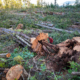 A man in a red jacket stands beside the base of a fallen western redcedar among a giant clearcut of hundreds other old-growth trees.