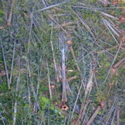 old-growth-logging-quatsino-vancouver-island-1077 A man in a red jacket lays on a monumental western redcedar among hundreds of other fallen old-growth trees in a clearcut on northern Vancouver Island.