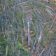 A man in a red jacket lays on a monumental western redcedar among hundreds of other fallen old-growth trees in a clearcut on northern Vancouver Island.