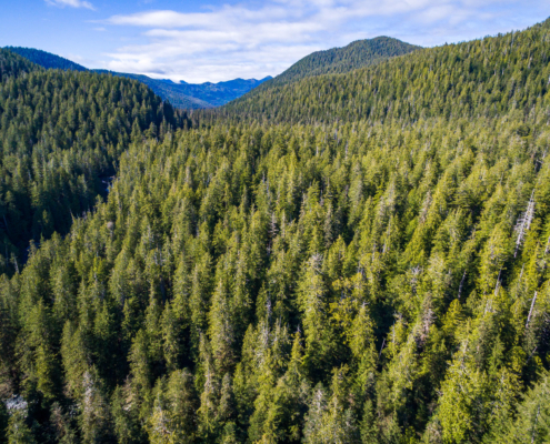 A sea of green old-growth in the Central Walbran Valley