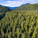 A sea of green old-growth in the Central Walbran Valley