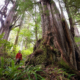 A man in a red jacket stands beside a massive western redcedar trunk in an old-growth forest.