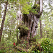 Flores-Island-Clayoquot-Sound-147