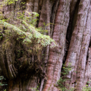 Flores-Island-Clayoquot-Sound-150