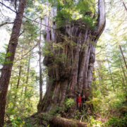 Flores-Island-Clayoquot-Sound-162